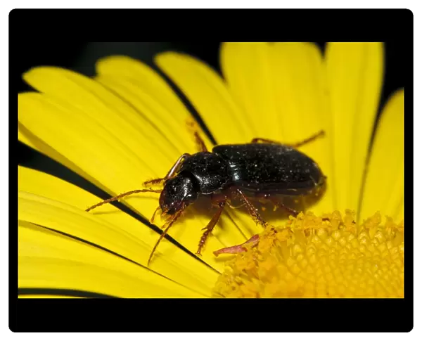 Ground Beetle (Harpalus affinis) adult, on yellow flower in garden, Belvedere, Bexley, Kent, England, April