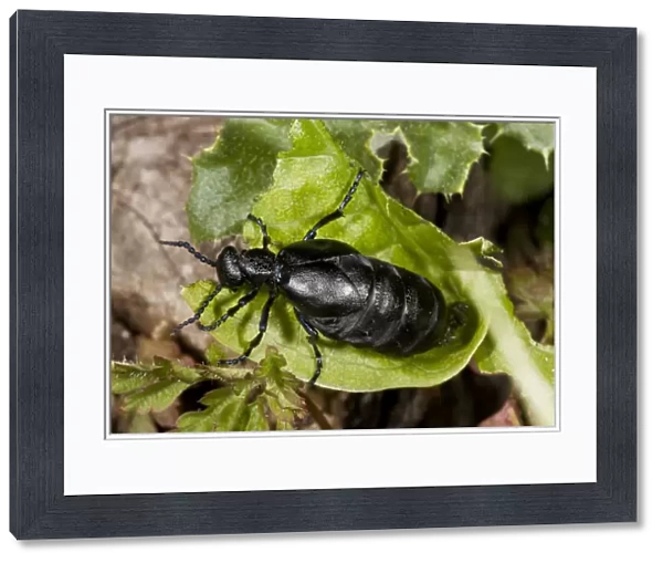 Black Oil Beetle (Meloe proscarabaeus) adult female, feeding on leaf in chalk downland, Dorset, England, May