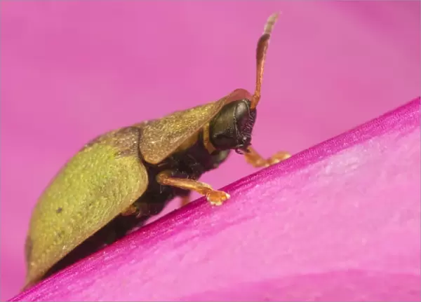 Green Tortoise Beetle (Cassida viridis) adult, resting on pink flower, Leicestershire, England, July