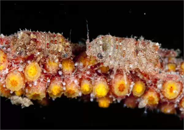 Isopod (Isopoda sp. ) two adults, on coral at night, Seraya, Bali, Lesser Sunda Islands, Indonesia, April