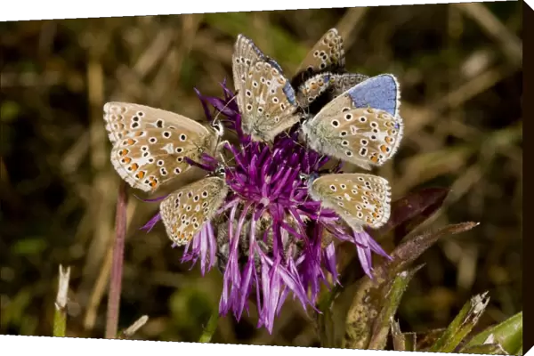 Adonis Blue (Lysandra bellargus) second generation adult males and females
