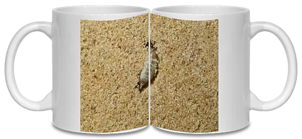 Common Sandhopper (Talitrus saltator) adult, burrowing in sand (captive)