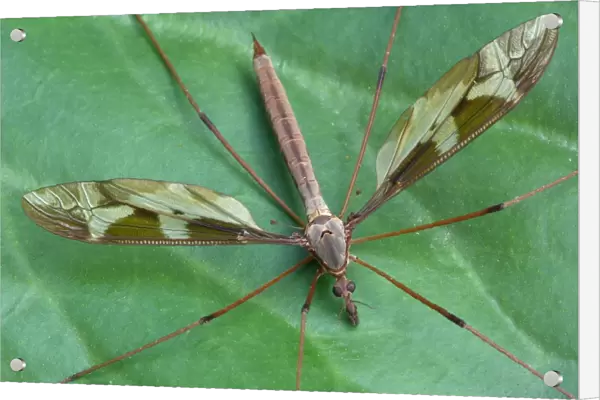Giant Cranefly (Tipula maxima) adult, resting on leaf, Cannobina Valley, Italian Alps, Piedmont, Northern Italy, July