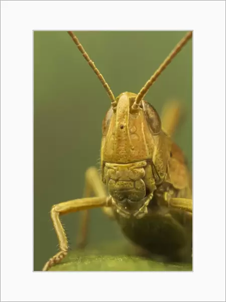 Common Field Grasshopper (Chorthippus brunneus) adult, close-up of head, Leicestershire, England, August