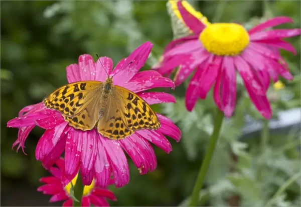 Silver-washed Fritillary (Argynnis paphia) adult, feeding on Painted Daisy (Tanacetum coccineum) flowers in garden