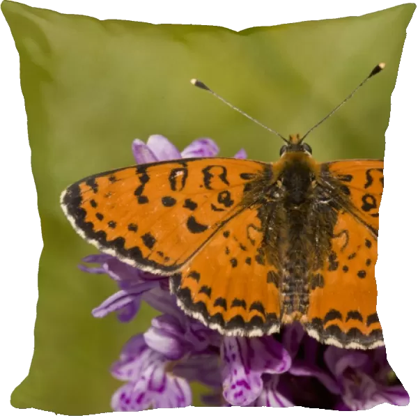 Spotted Fritillary (Melitaea didyma) adult, feeding on orchid flowers, French Alps, France, July