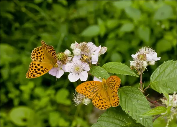 Silver-washed Fritillary (Argynnis paphia) two adults, feeding on bramble flowers, France, August