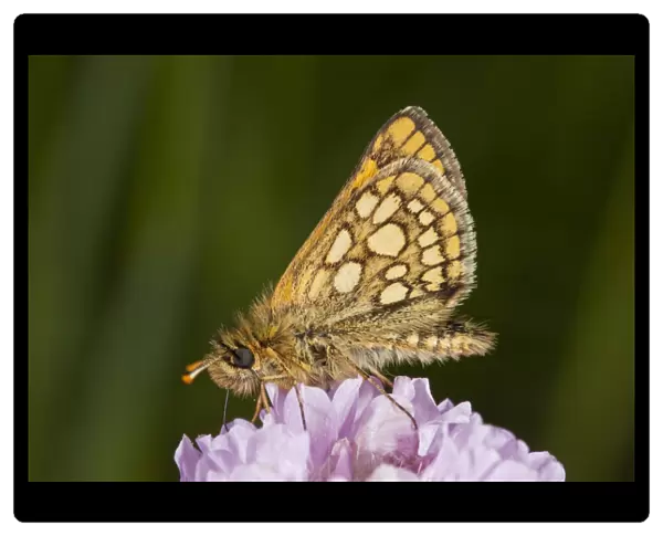 Chequered Skipper (Carterocephalus palaemon) adult male, feeding on thrift flowers, Bulgaria, May