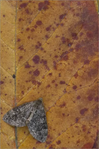 Common Marbled Carpet (Chloroclysta truncata) dark form, adult, resting on autumn leaf, Sheffield, South Yorkshire