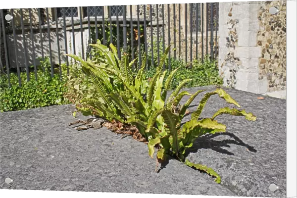 Hart s-tongue Fern (Phyllitis scolopendrium) fronds, growing from cracked tombstone in village churchyard, St