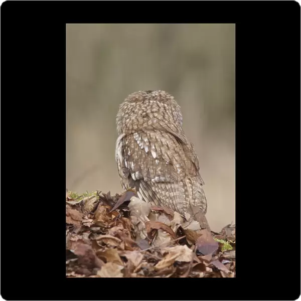 Tawny Owl (Strix aluco) adult male, rear view, standing amongst fallen beech leaves on woodland floor, North Yorkshire