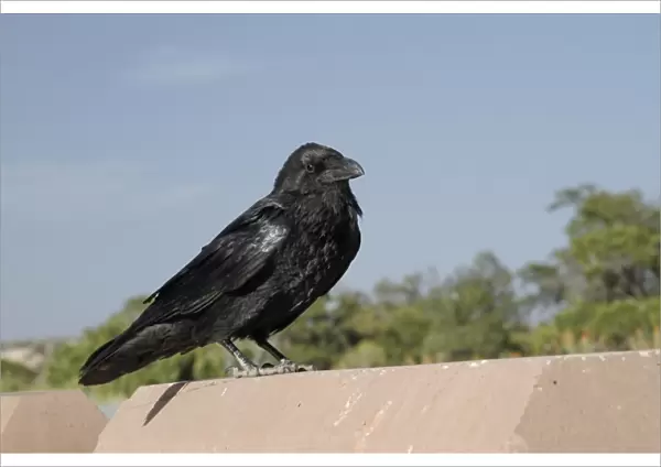 Common Raven (Corvus corax sinuatus) adult, perched on concrete wall, Utah, U. S. A. May
