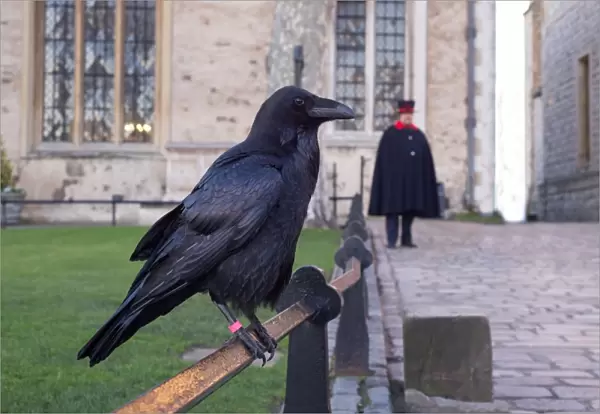 Common Raven (Corvus corax) adult, perched on railing, with Yeomen Warder (Beefeater) standing in background