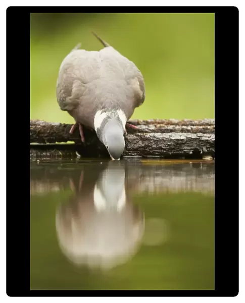 Wood Pigeon (Columba palumbus) adult, drinking at woodland pool with reflection, Hungary, May
