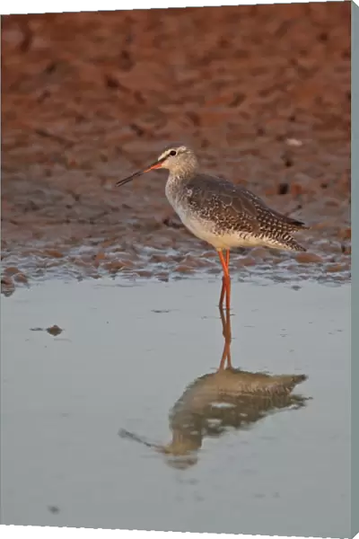 Spotted Redshank (Tringa erythropus) adult, non-breeding plumage, standing in shallow water, Ang Trapaeng Thmor