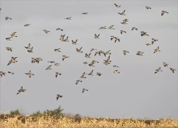 Wood Pigeon (Columba palumbus) flock, in flight over maize crop, Norfolk, England, January
