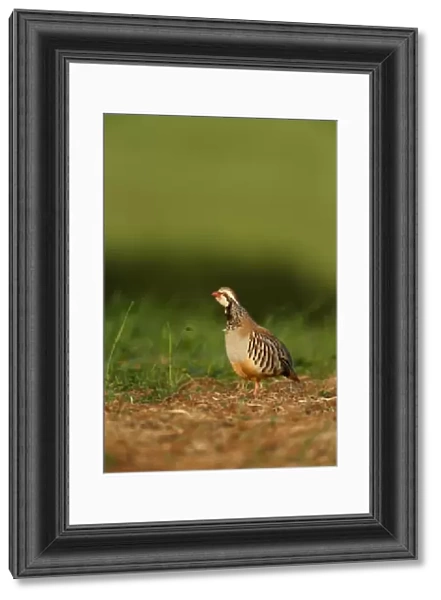 Red-legged Partridge (Alectoris rufa) adult, calling, standing in field, Warwickshire, England, June
