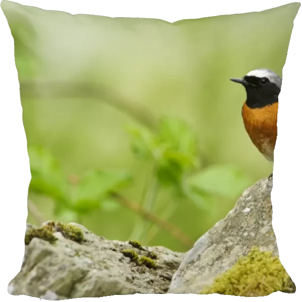 Common Redstart (Phoenicurus phoenicurus) adult male, perched on drystone wall, Gilfach Farm Nature Reserve