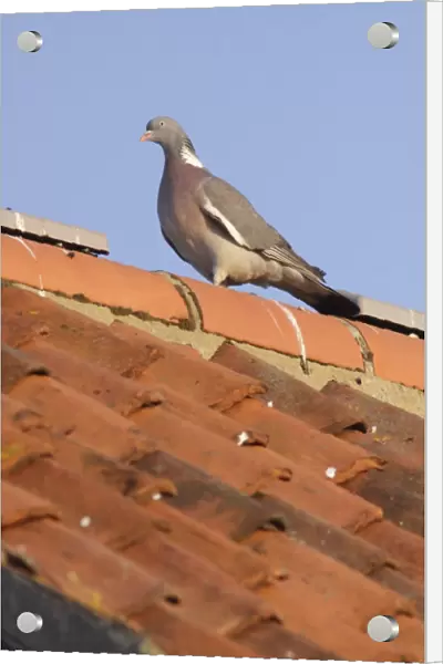 Wood Pigeon (Columba palumbus) adult, perched on tiled roof in evening sunlight, Bempton, East Yorkshire, England, July