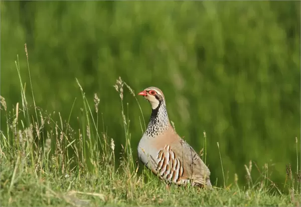Red-legged Partridge (Alectoris rufa) adult male, standing on grass, Tomatin, Strathdearn, Inverness-shire, Highlands