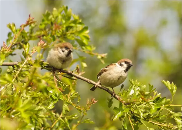Eurasian Tree Sparrow (Passer montanus) adult and juvenile, newly fledged, perched on twig