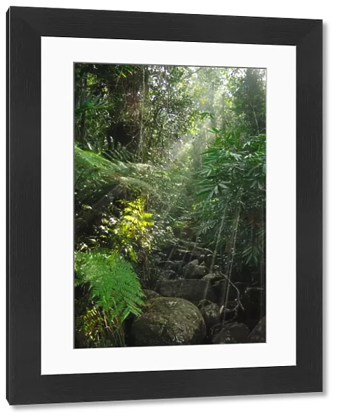 Lush vegetation overhanging stream in primary lowland rainforest habitat, Sinharaja Forest Reserve, Sri Lanka, February