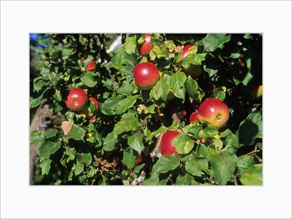 Cultivated Apple (Malus domestica) red apples on branch, Sweden