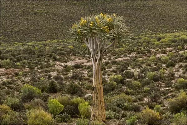 Kokerboom (Aloe dichotoma) habit, flowering in desert habitat, Namaqua N. P. Namaqualand, South Africa, August