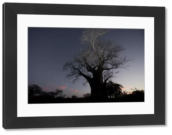 Baobab (Adansonia digitata) habit, at dusk, Kruger N. P. Transvaal, South Africa, June