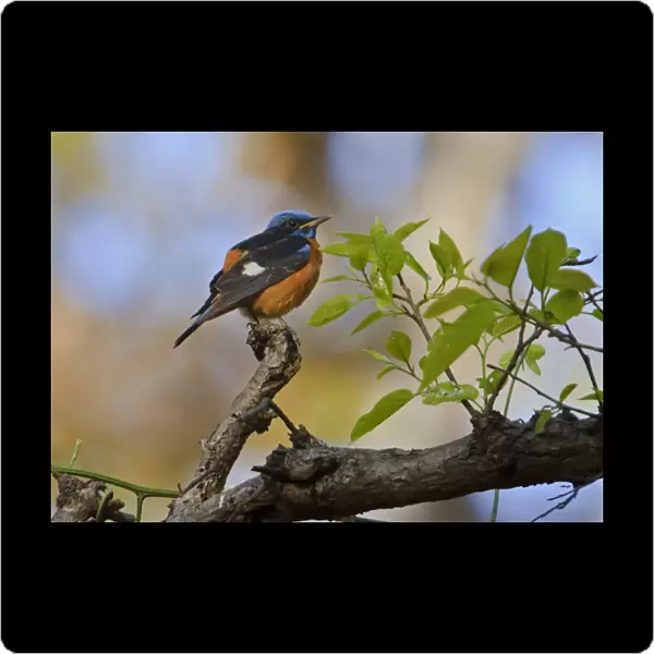 Blue-capped Rock Thrush (Monticola cinclorhynchus) adult male, perched on branch, Kanha N. P