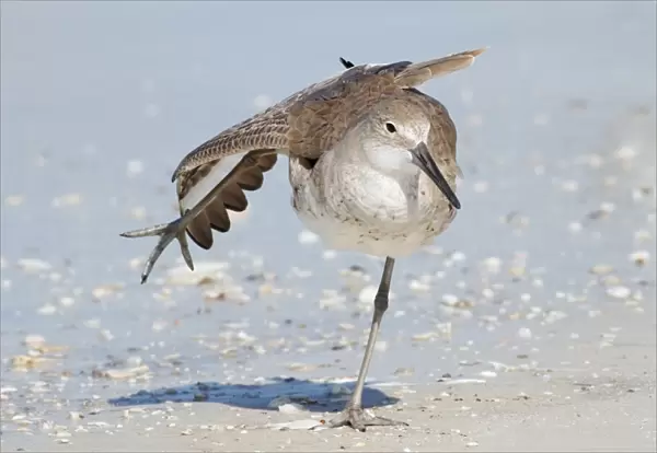 Willet (Catoptrophorus semipalmatus) adult, non-breeding plumage, stretching wing and leg, standing on beach, Florida
