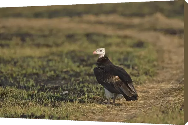 White-headed Vulture (Trigonoceps occipitalis) adult, standing on ground, Kafue N. P. Zambia, September