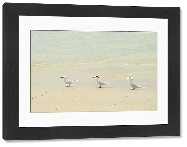 Black-naped Tern (Sterna sumatrana) three adults, standing on sandy beach, Queensland, Australia, December