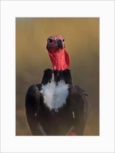 Red-headed Vulture (Sarcogyps calvus) adult, close-up of head and chest, Veal Krous vulture restaurant, Cambodia