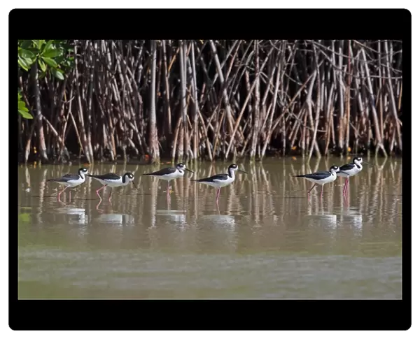 Black-necked Stilt (Himantopus mexicanus) adult males and females, group in brackish lagoon, Cabo Rojo