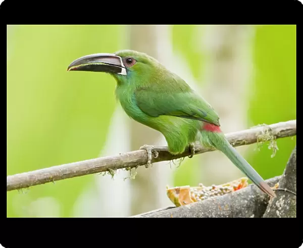 Crimson-rumped Toucanet (Aulacorhynchus haematopygus) adult, perched on branch at feeding station in montane