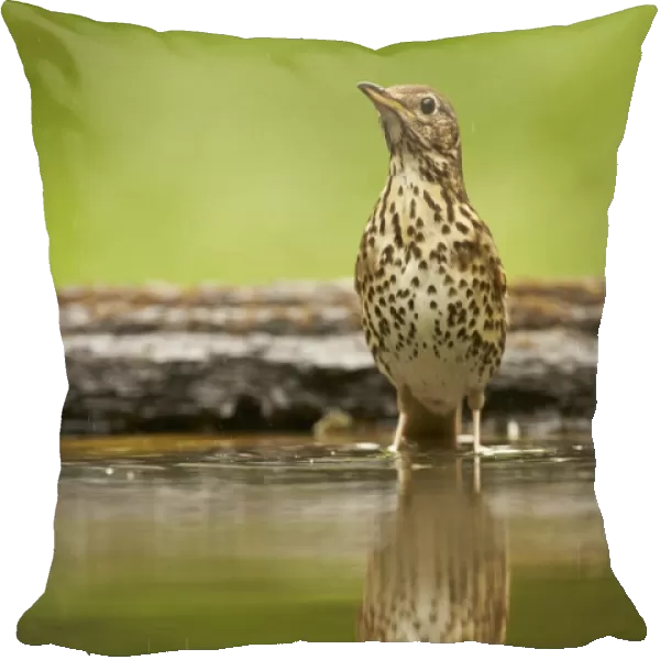 Song Thrush (Turdus philomelos) adult, standing in woodland pool with reflection, Hungary, May