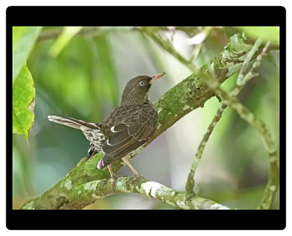 Pearly-eyed Thrasher (Margarops fuscatus klinikowskii) adult, perched on branch with tail cocked, Fond Doux Plantation