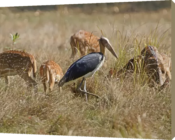 Lesser Adjutant (Leptoptilos javanicus) adult, walking on grass beside Spotted Deer (Axis axis) herd, Bandhavgarh N. P