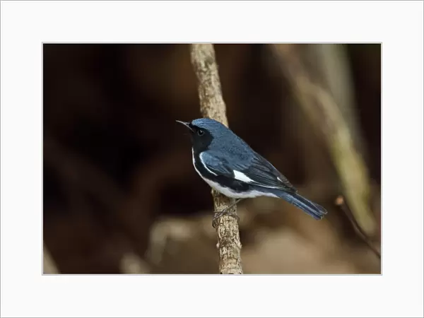 Black-throated Blue Warbler (Dendroica caerulescens) adult male, perched on twig, Zapata Peninsula, Matanzas Province