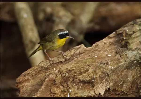 Common Yellowthroat (Geothlypis trichas) adult male, perched on log, Zapata Peninsula, Matanzas Province, Cuba, March