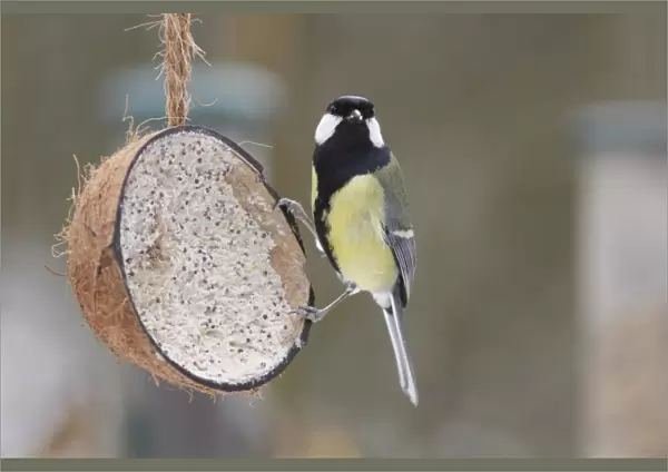 Great Tit (Parus major) adult, feeding on fat ball mixture in coconut shell, West Yorkshire, England, January