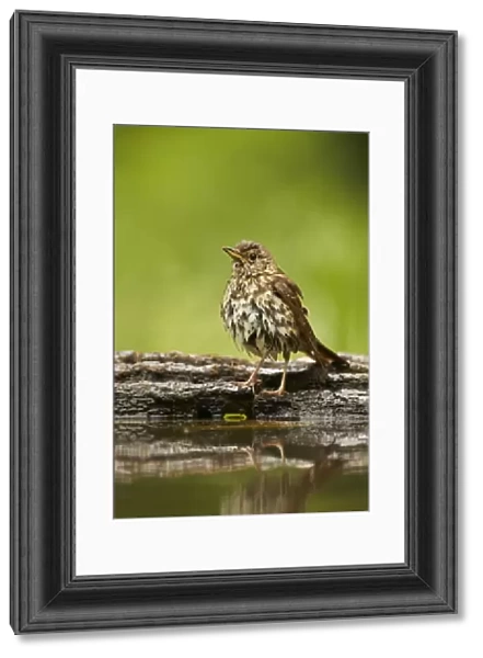 Song Thrush (Turdus philomelos) adult, with wet feathers, standing at edge of woodland pool after bathing, Hungary, May