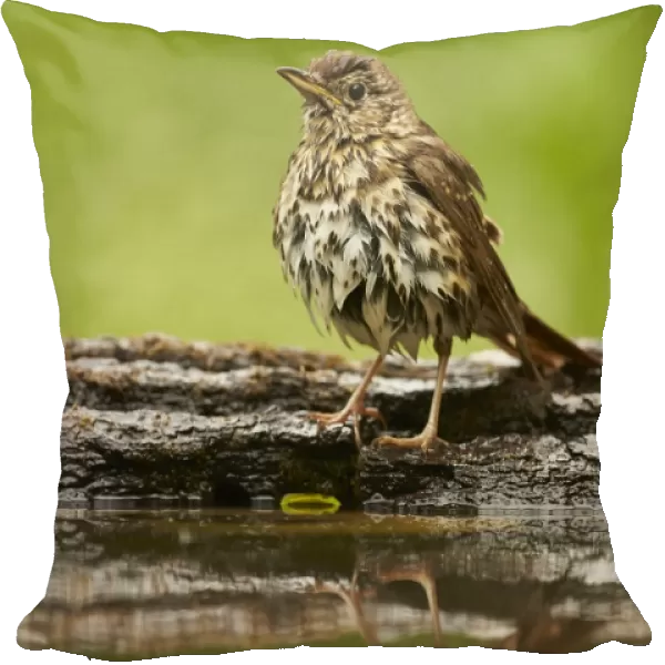 Song Thrush (Turdus philomelos) adult, with wet feathers, standing at edge of woodland pool after bathing, Hungary, May