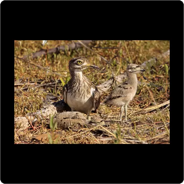 Senegal Thick-knee (Burhinus senegalensis) adult with two chicks, at nest in early morning sunlight, Gambia, December