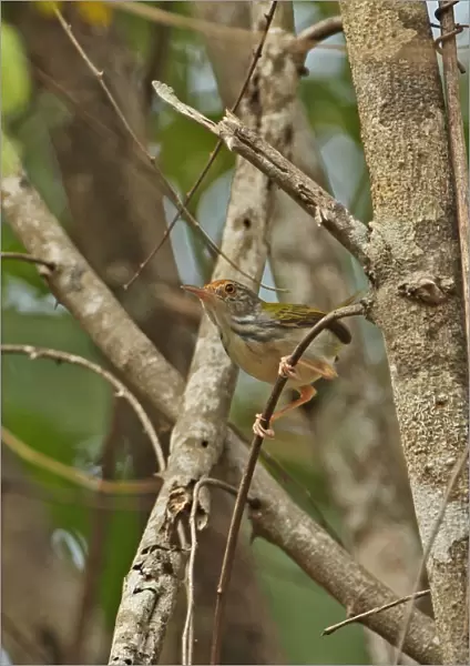 Common Tailorbird (Orthotomus sutorius maculicollis) adult, perched on twig, Prey Veng, Cambodia, January
