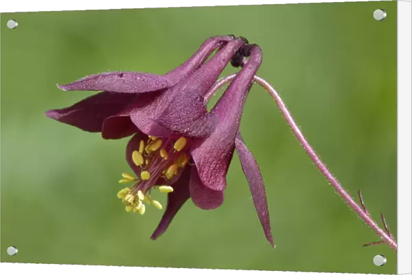 Dark Columbine (Aquilegia atrata) close-up of flower, growing in alpine meadow, Dolomites, Italian Alps, Italy, June