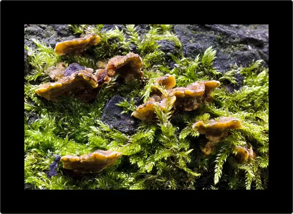 Hairy Stereum (Stereum hirsutum) fruiting bodies, growing amongst moss, Clumber Park, Nottinghamshire, England, October