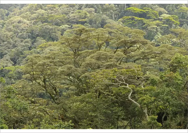 View of tropical forest habitat, Kahuzi-Biega N. P. Kivu Region, Democratic Republic of Congo, November