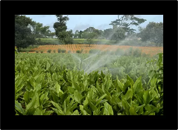 Turmeric (Curcuma longa) crop, with irrigator system watering field, Gundelpet, Karnataka, India, September